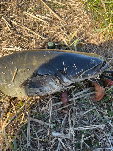 ナマズの釣果