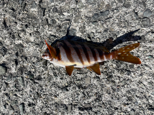 タカノハダイの釣果