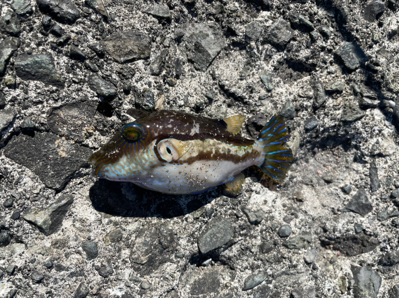 タカノハダイ