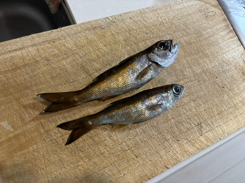 ムツの釣果