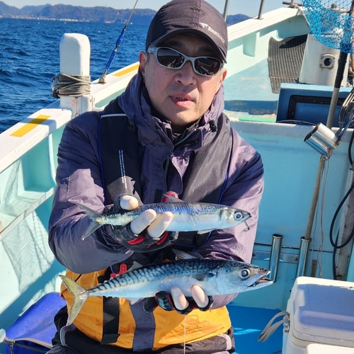 マサバの釣果