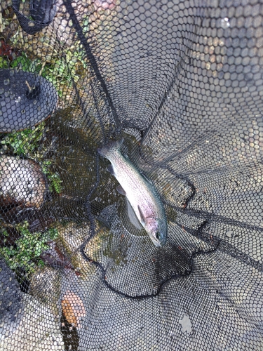 ニジマスの釣果