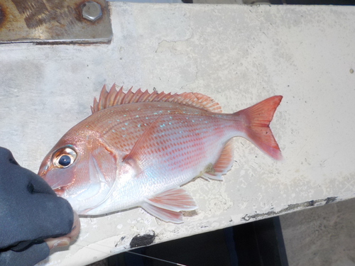 マダイの釣果