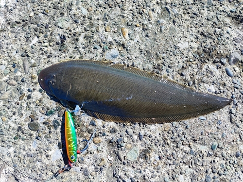 シタビラメの釣果