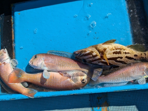 シロアマダイの釣果