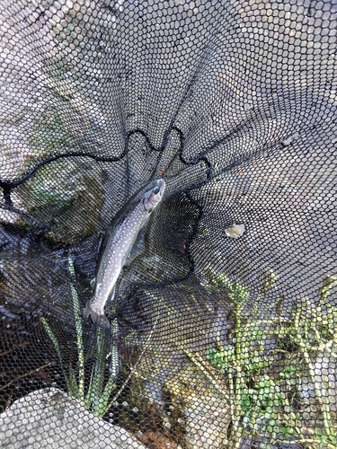 イワナの釣果