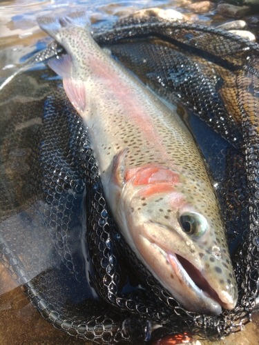 ニジマスの釣果