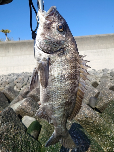 チヌの釣果