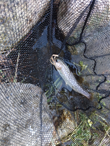 イワナの釣果