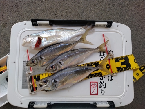 マアジの釣果