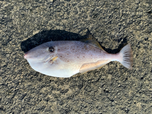 ウスバハギの釣果