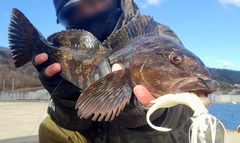 アイナメの釣果