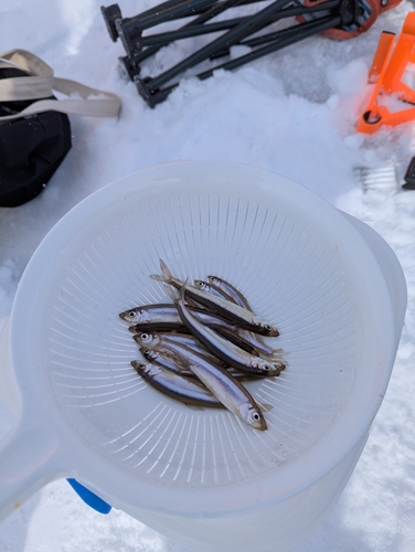 ワカサギの釣果