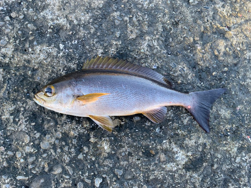 イサキの釣果