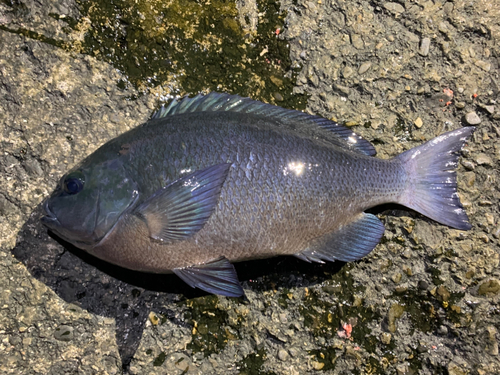 クチブトグレの釣果