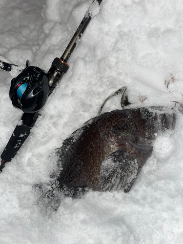 マゾイの釣果