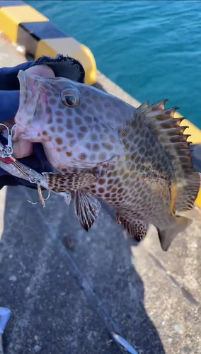 オオモンハタの釣果