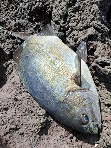 イスズミの釣果