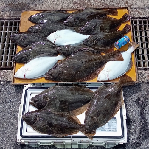 ヒラメの釣果