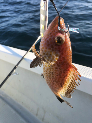 オオモンハタの釣果