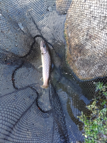 イワナの釣果