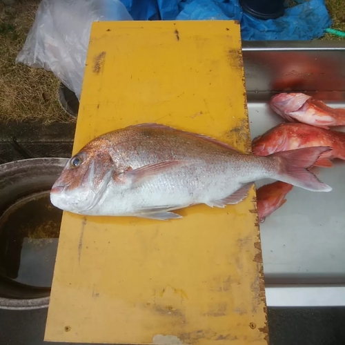 マダイの釣果