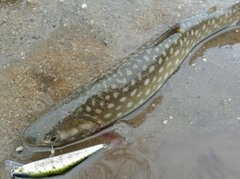 アメマスの釣果