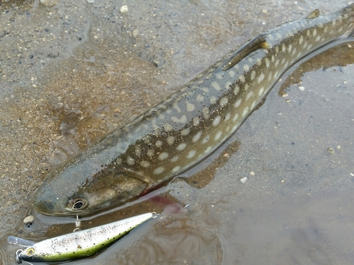 アメマスの釣果