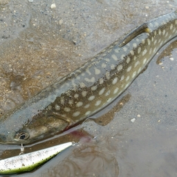 アメマス