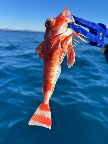 カナガシラの釣果