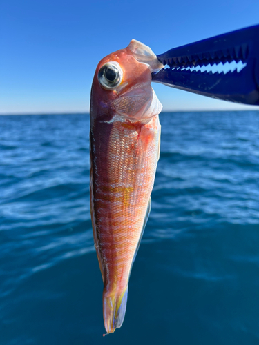 アカアマダイの釣果