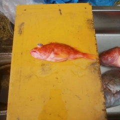 アヤメカサゴの釣果