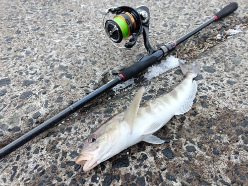 ホッケの釣果