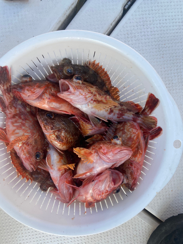 メバルの釣果