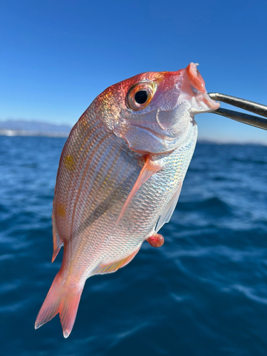 レンコダイの釣果