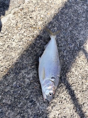 コノシロの釣果