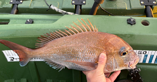 タイの釣果