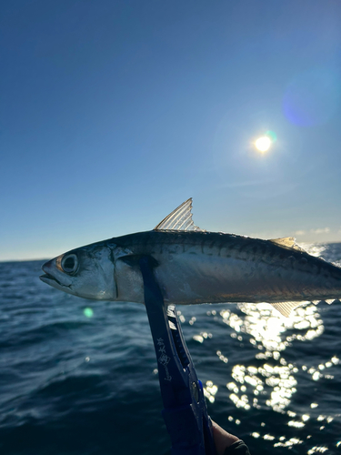 マサバの釣果