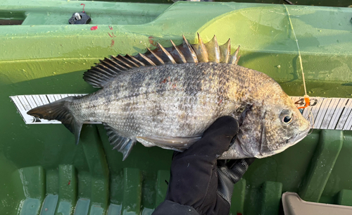 クロダイの釣果