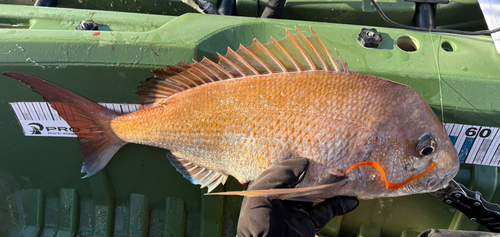 タイの釣果