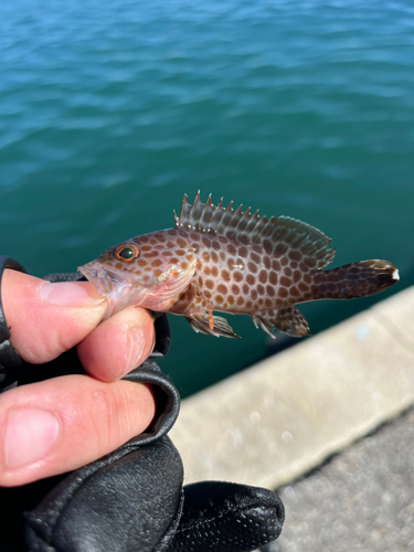 オオモンハタの釣果