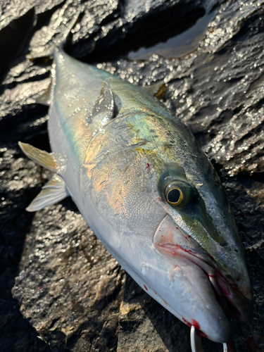 ヤズの釣果