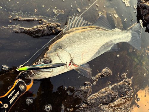 ヒラスズキの釣果