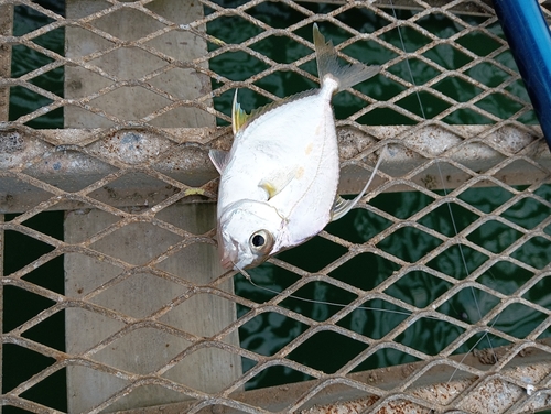 イトヒキヒイラギの釣果