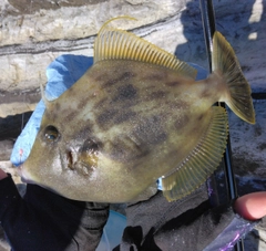 カワハギの釣果