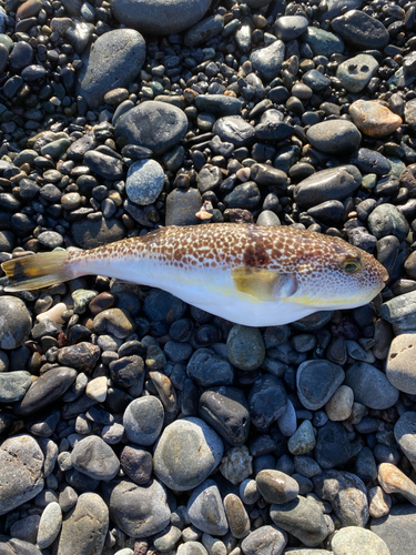 フグの釣果