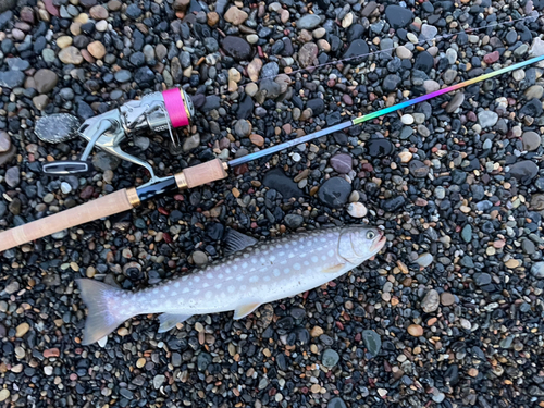 アメマスの釣果