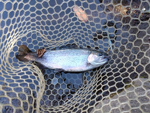 ニジマスの釣果