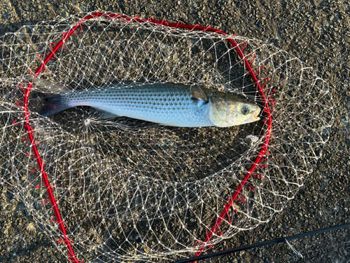 ボラの釣果