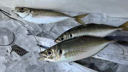 アジの釣果